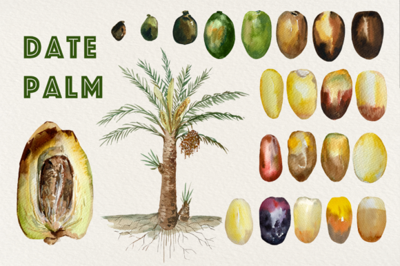 Date Palm Watercolor Clip Art: A Seller's Review