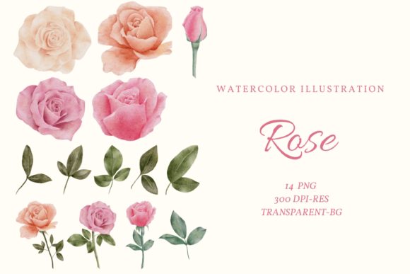 Watercolor Rose Clipart: Illustrations for Sellers